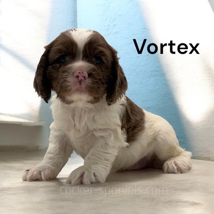 puppy, for, sale, Cocker Spaniel, Joe & Cherri  Overlease, dog, breeder, Miller, MO, dog-breeder, puppy-for-sale, forsale, nearby, find, puppyfind, locator, puppylocator, aca